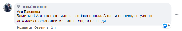 Собака в Киеве перешла дорогу по всем правилам и поразила сеть